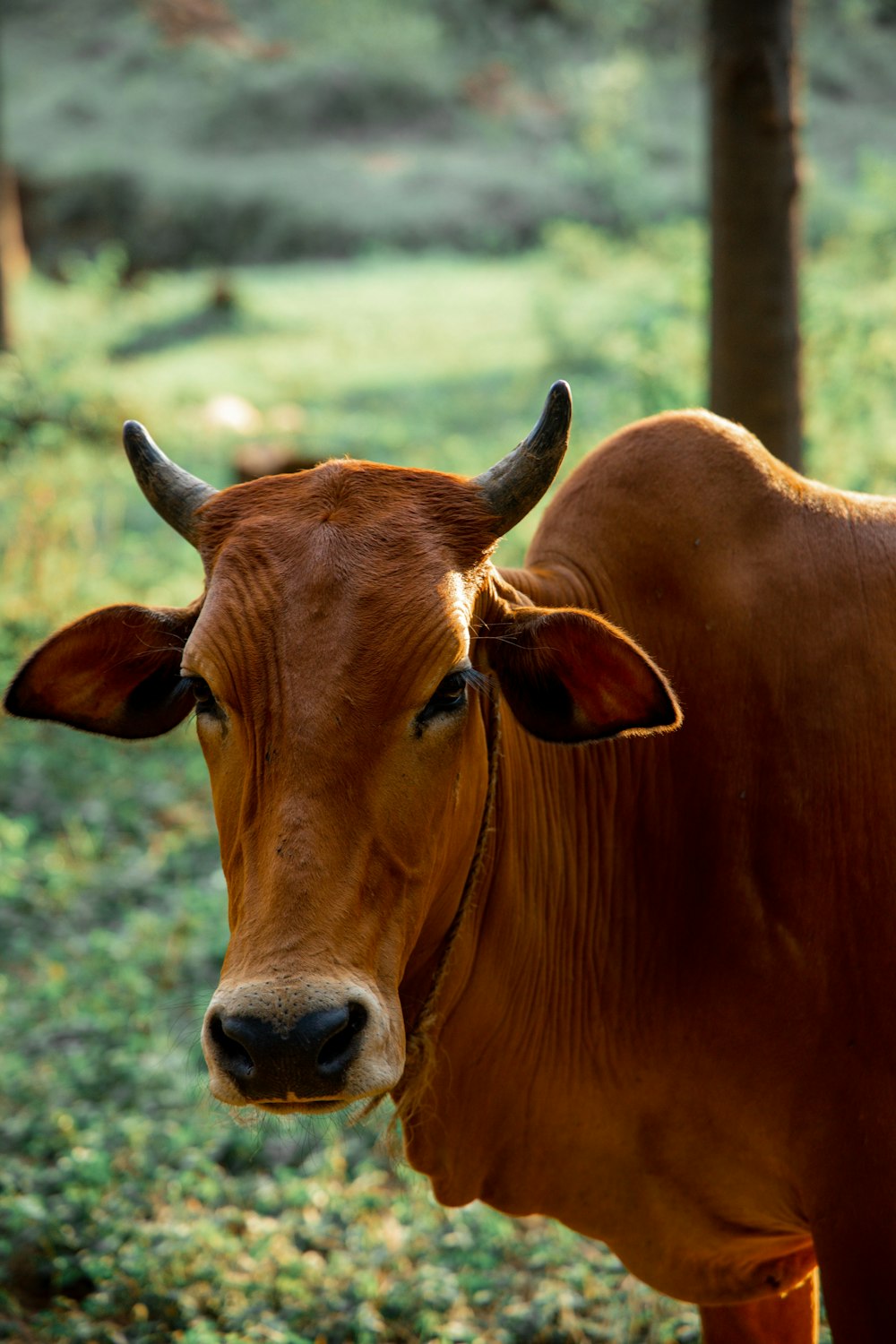 brown cow on green grass field during daytime