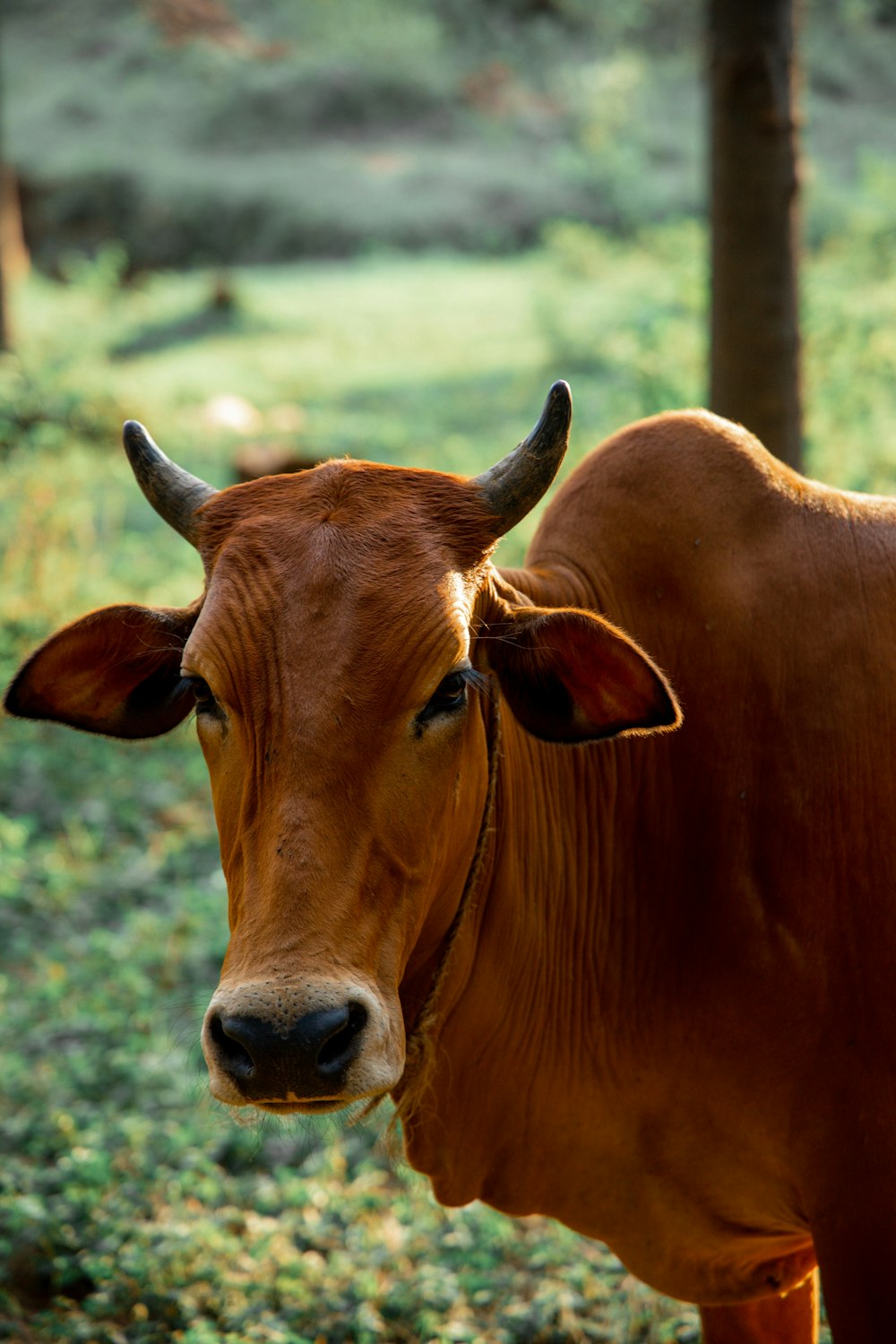 Vaca marrón en campo de hierba verde durante el día