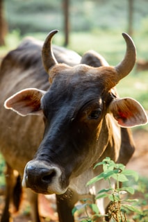A close-up view of a cow with prominent horns and large ears, standing amidst greenery. The soft sunlight creates a warm and natural ambiance, highlighting the textures of the cow's dark fur and the softness of its features.