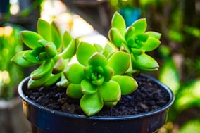 green succulent plant in black pot
