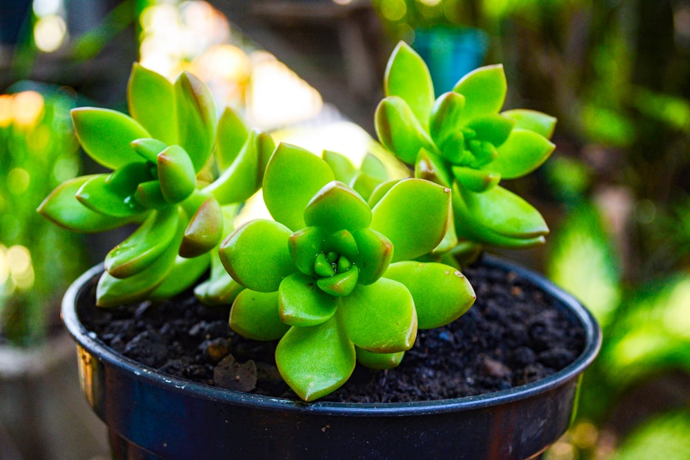 green succulent plant in black pot