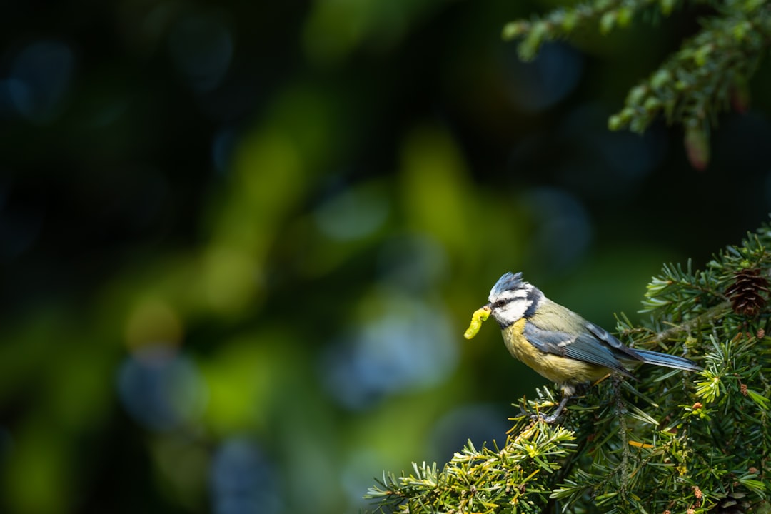 gray and yellow bird on green tree branch during daytime