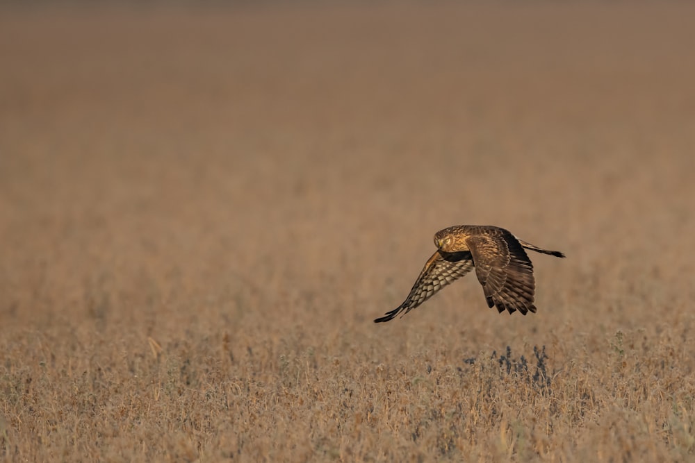 brown and black bird flying during daytime