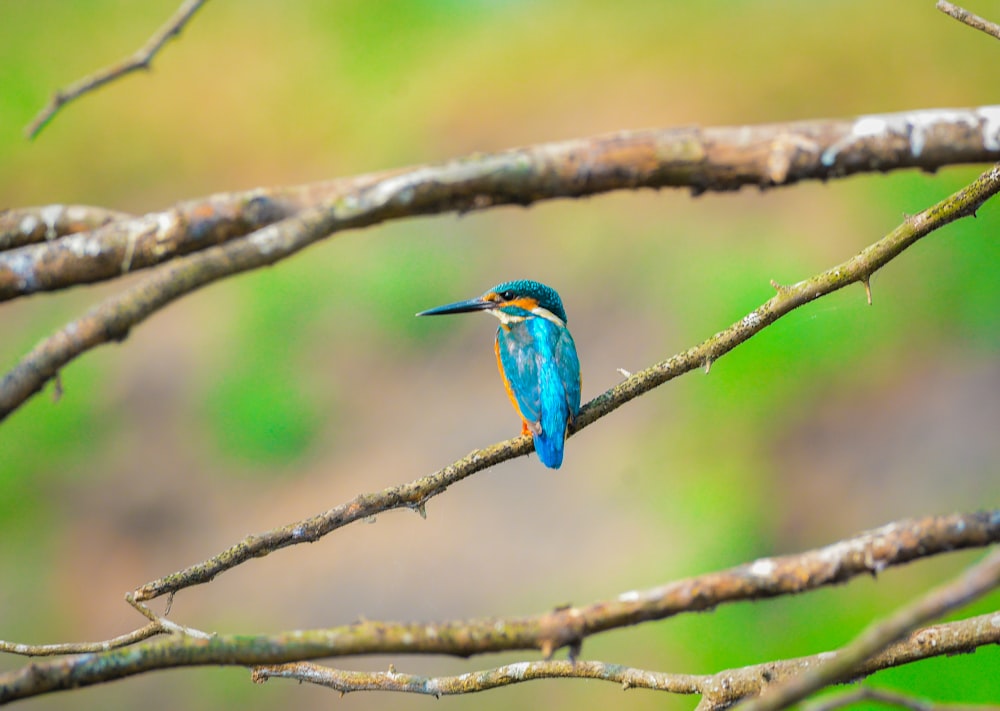 blue and brown bird on brown tree branch