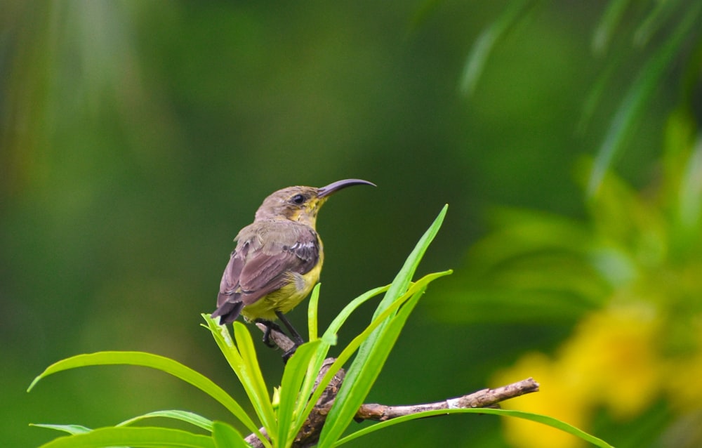 brown and black bird on brown tree branch