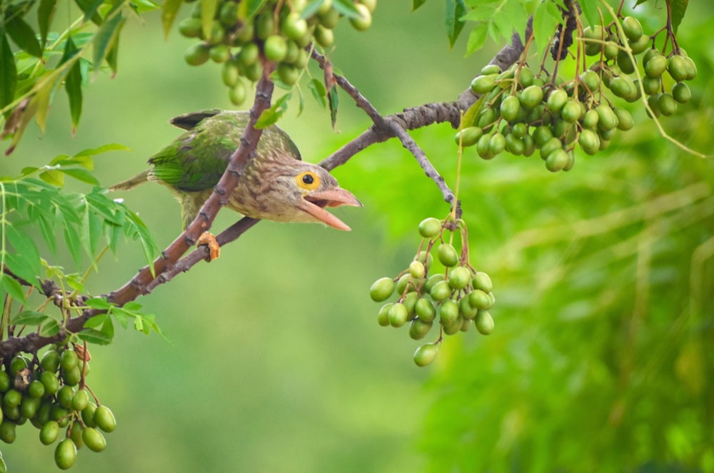 green and brown bird on brown tree branch