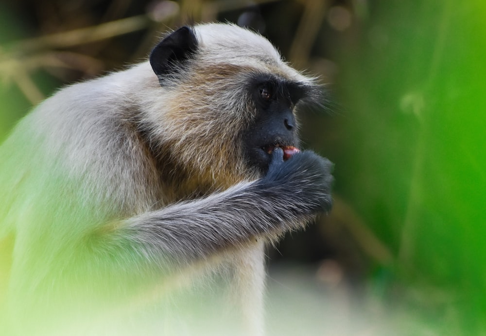 black and white monkey on tree branch during daytime