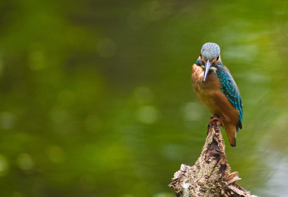 blue and brown bird on brown tree branch