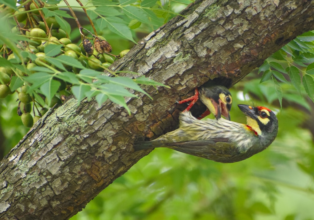 black yellow and white bird on tree branch during daytime