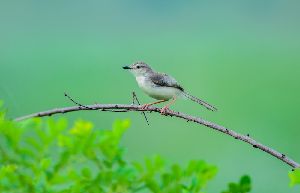 white and gray bird on brown tree branch during daytime