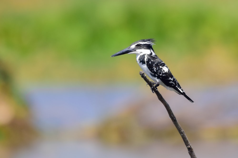 black and white bird on brown tree branch