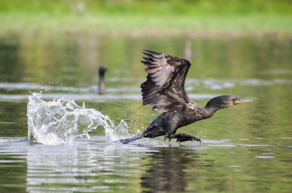 black duck on water during daytime