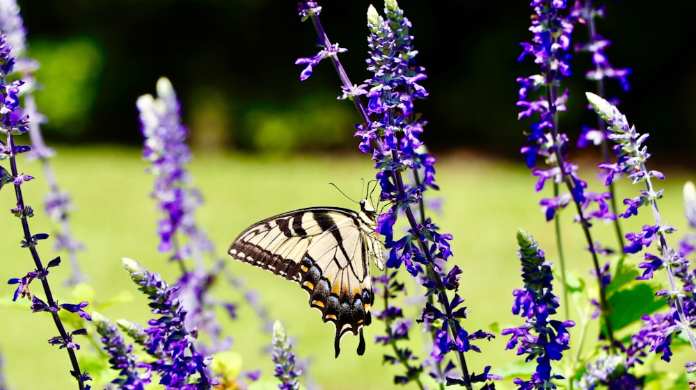 tiger swallowtail butterfly perched on purple flower during daytime