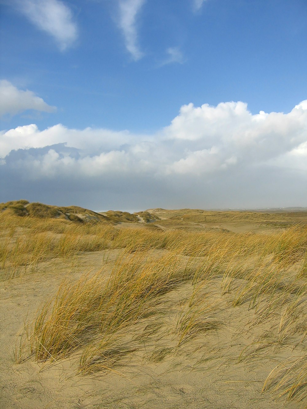 brown grass field under blue sky during daytime