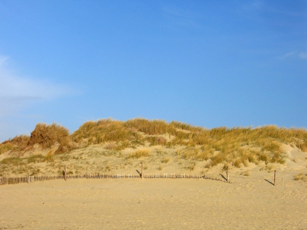 brown grass field under blue sky during daytime