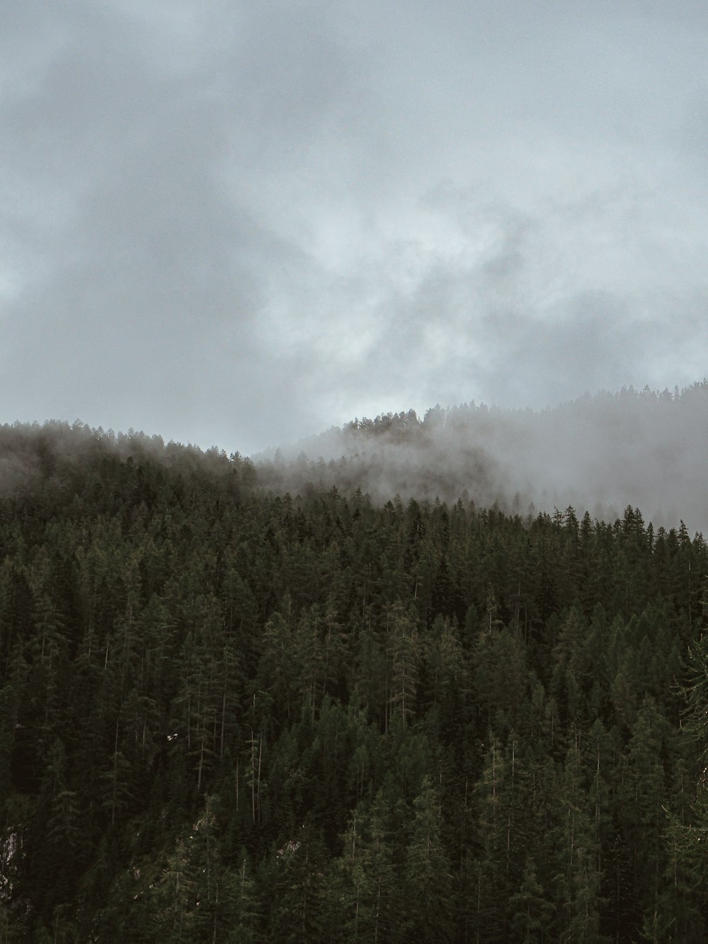 Grüne Bäume unter weißen Wolken während des Tages