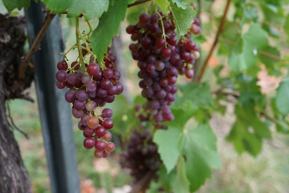 purple grapes on green leaves during daytime