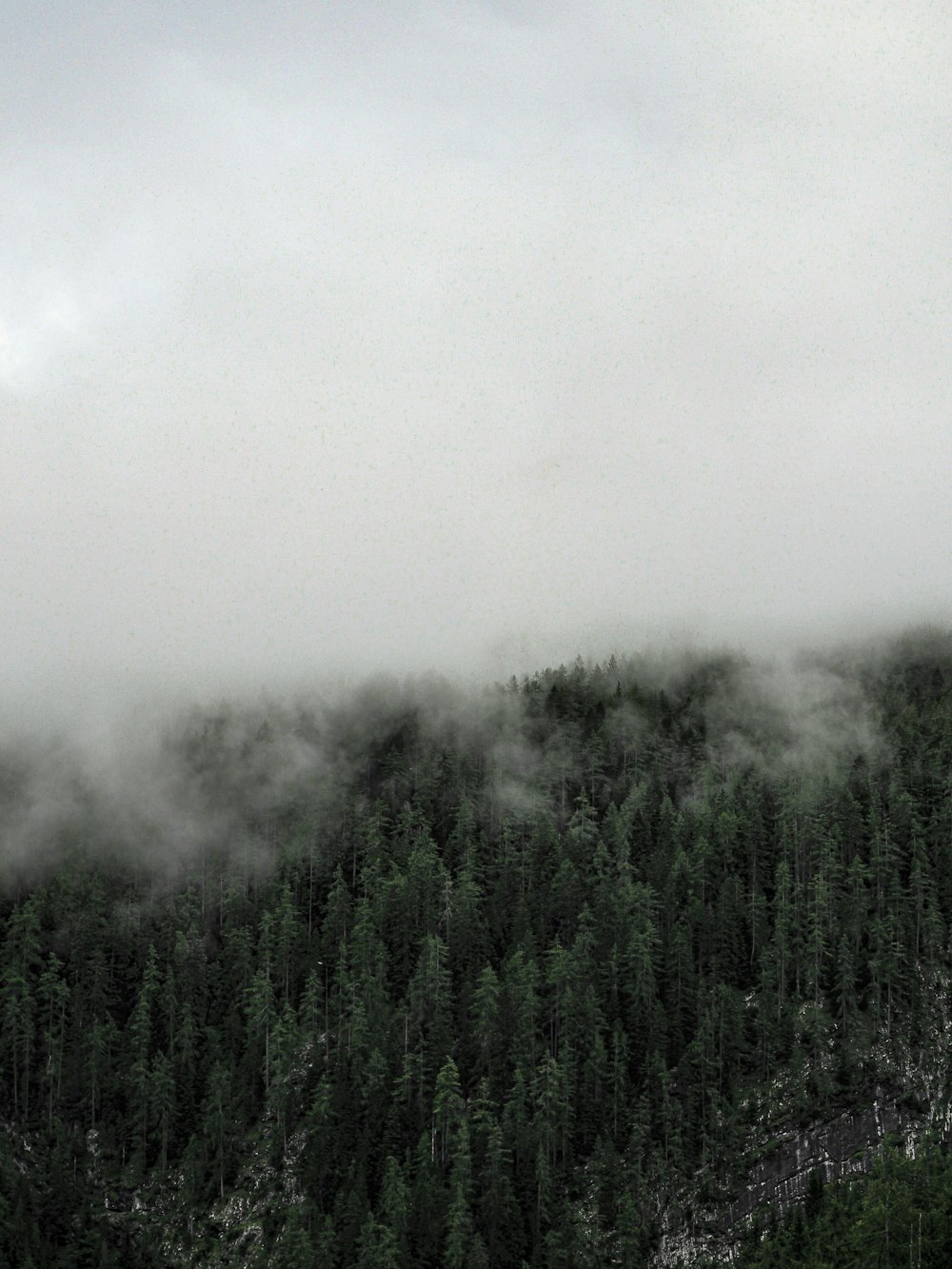 green trees covered with fog