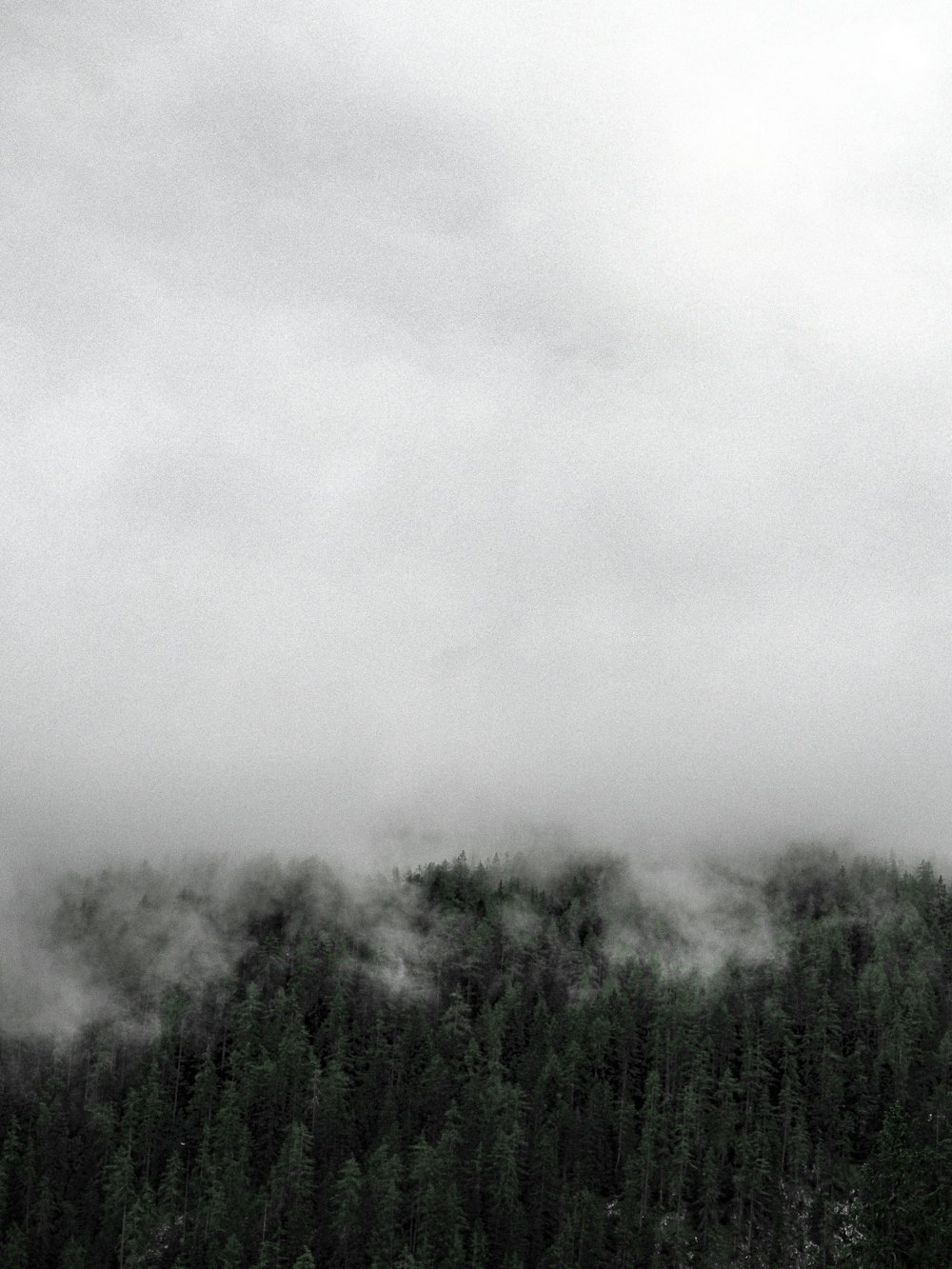 green trees under white clouds