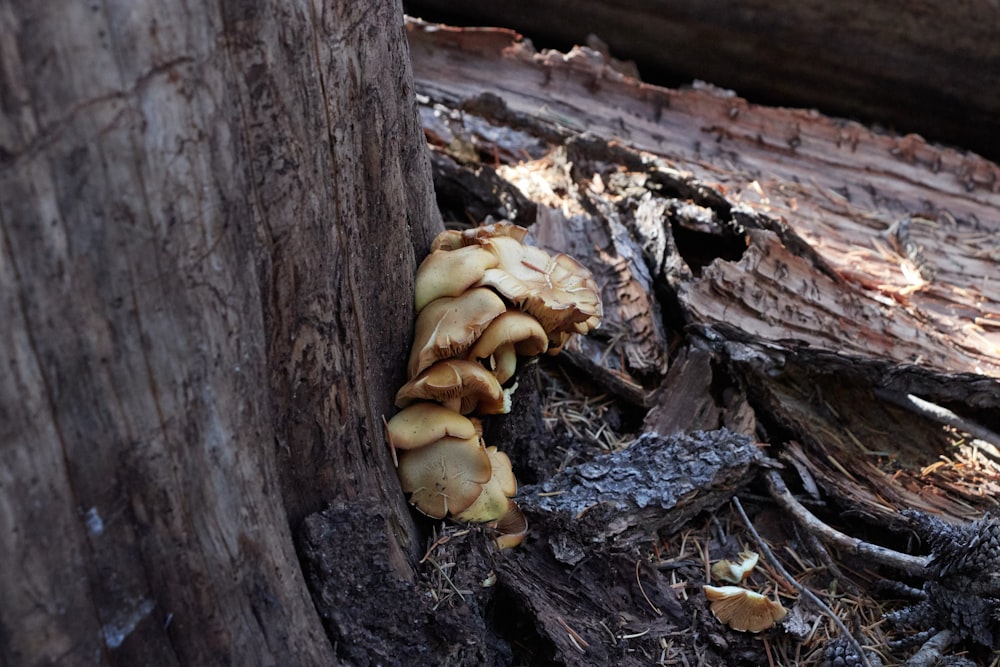 funghi marroni su tronco d'albero marrone