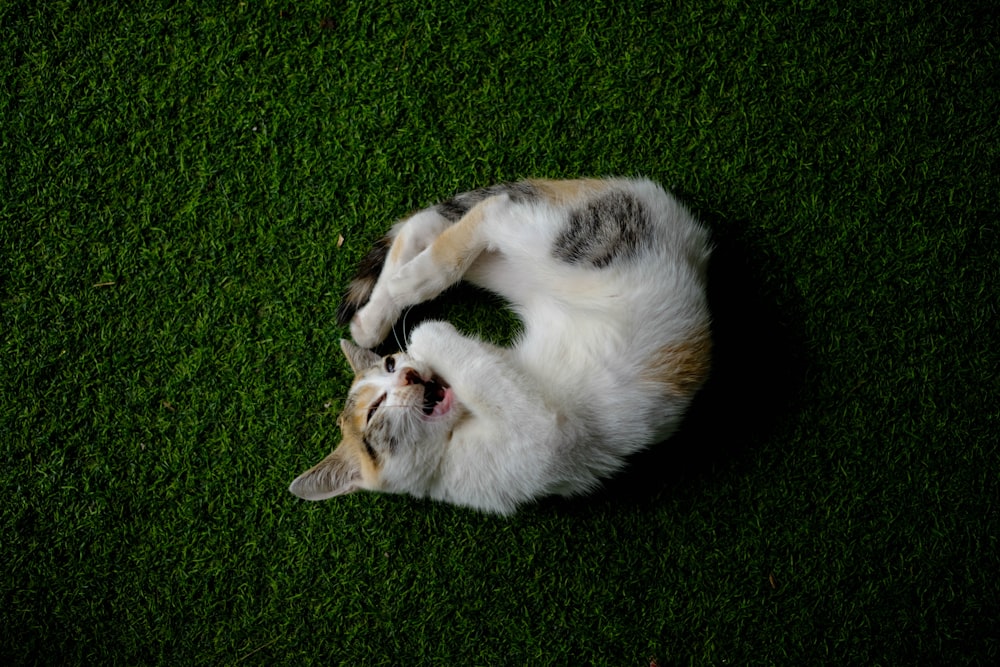 white and brown cat lying on green grass