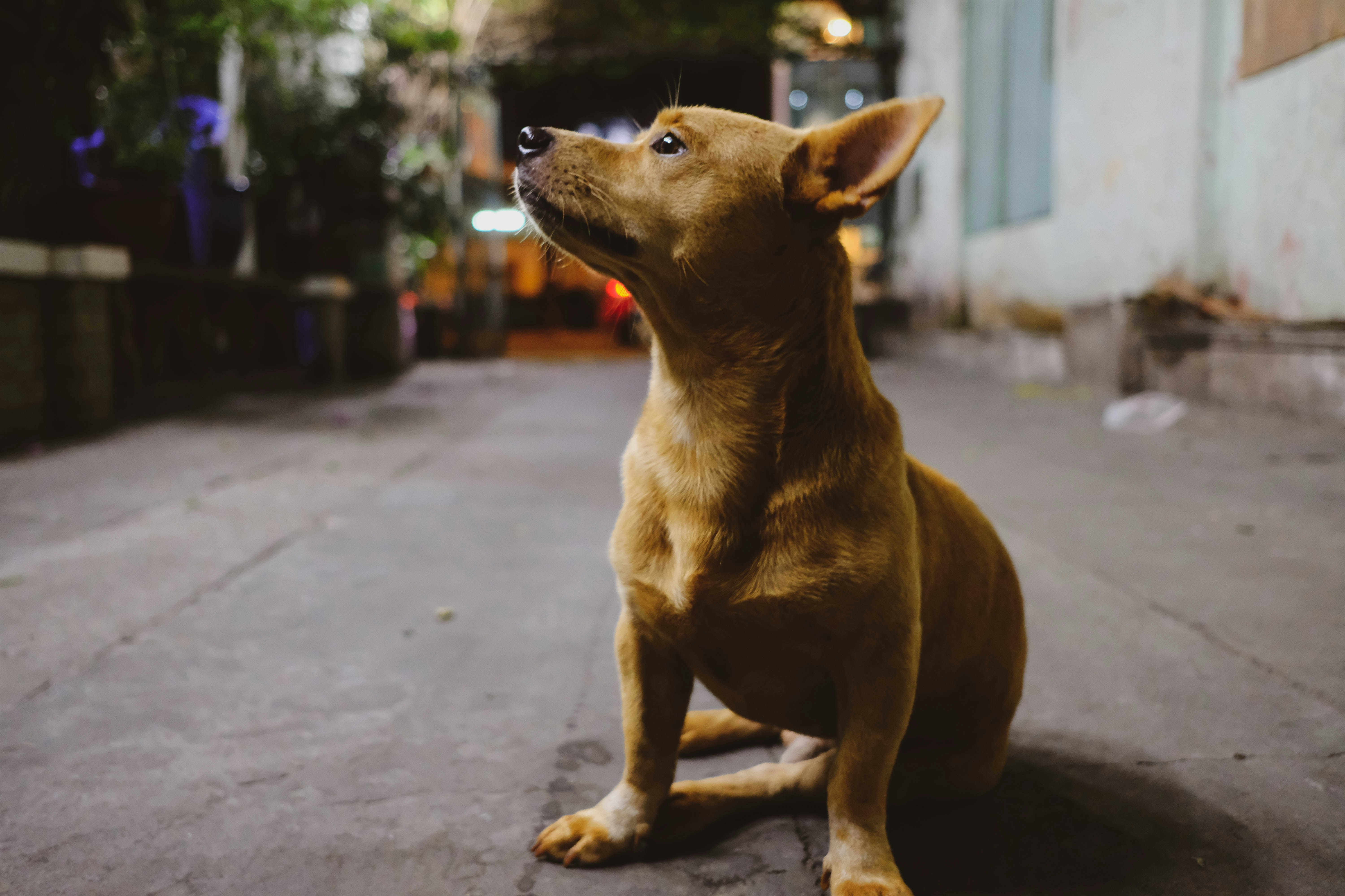 Photo by kashishgrover