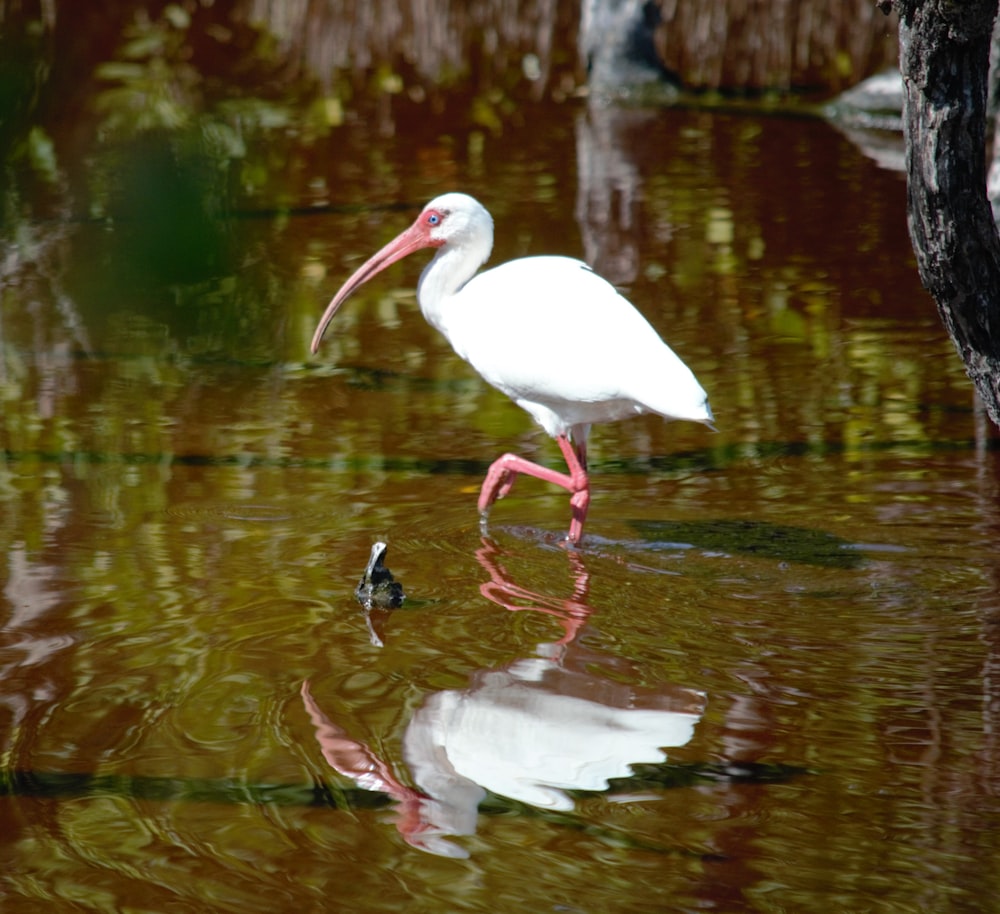 white bird on water during daytime