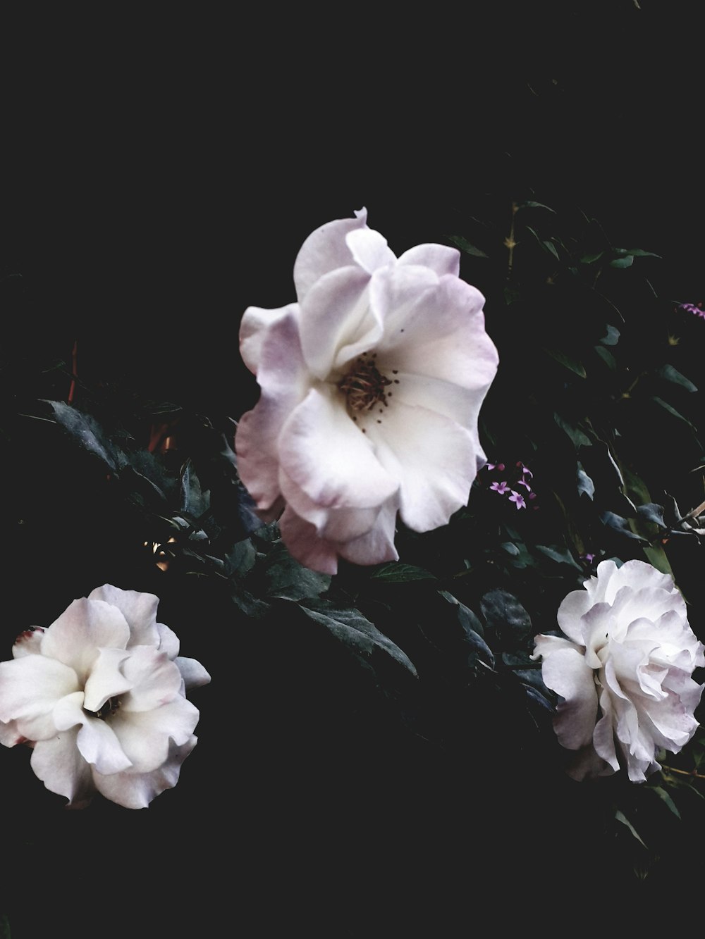 white flower with green leaves