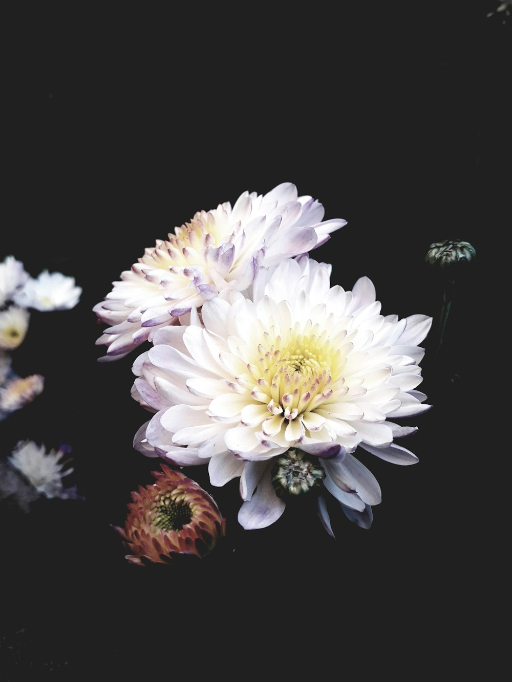 white and pink flower in black background