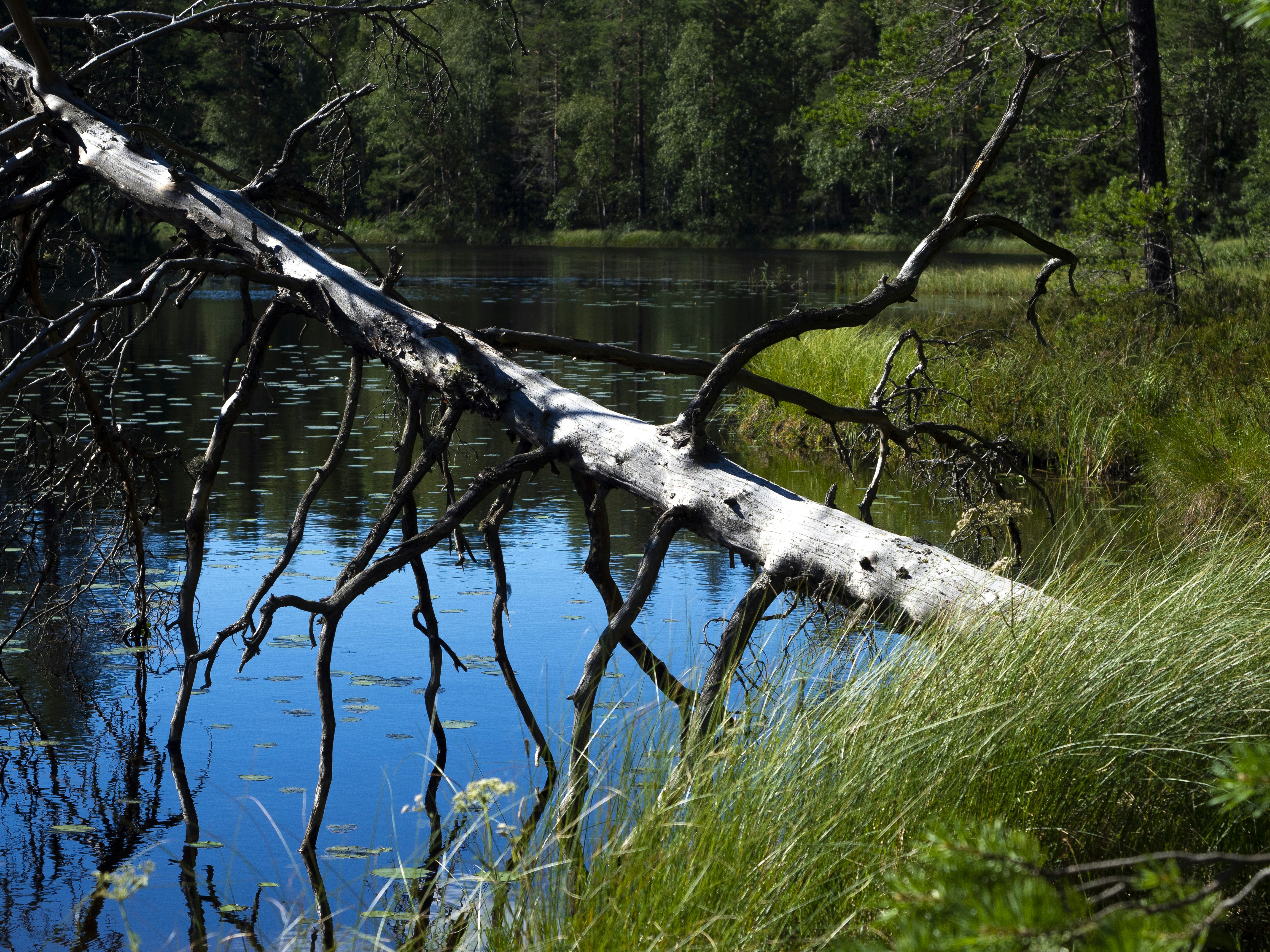 brown tree trunk on green grass near body of water during daytime
