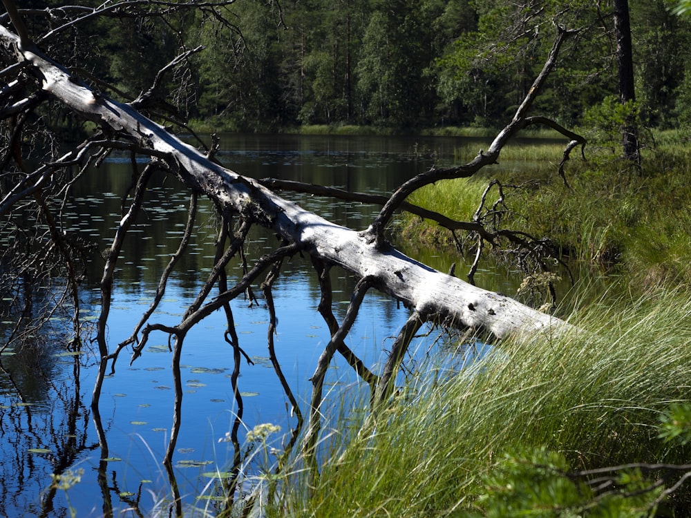 brown tree trunk on green grass near body of water during daytime