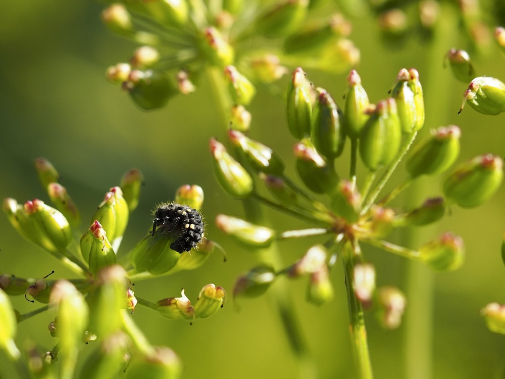 black and yellow bee on green flower