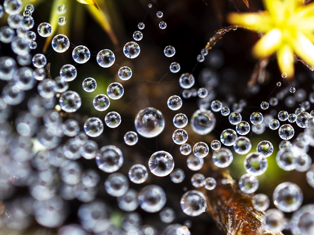 water droplets on brown leaf