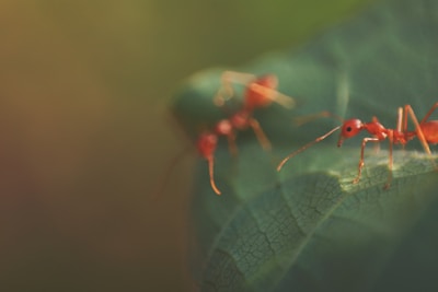 A close-up of ants working together on a green leaf, symbolizing teamwork and sustainability.