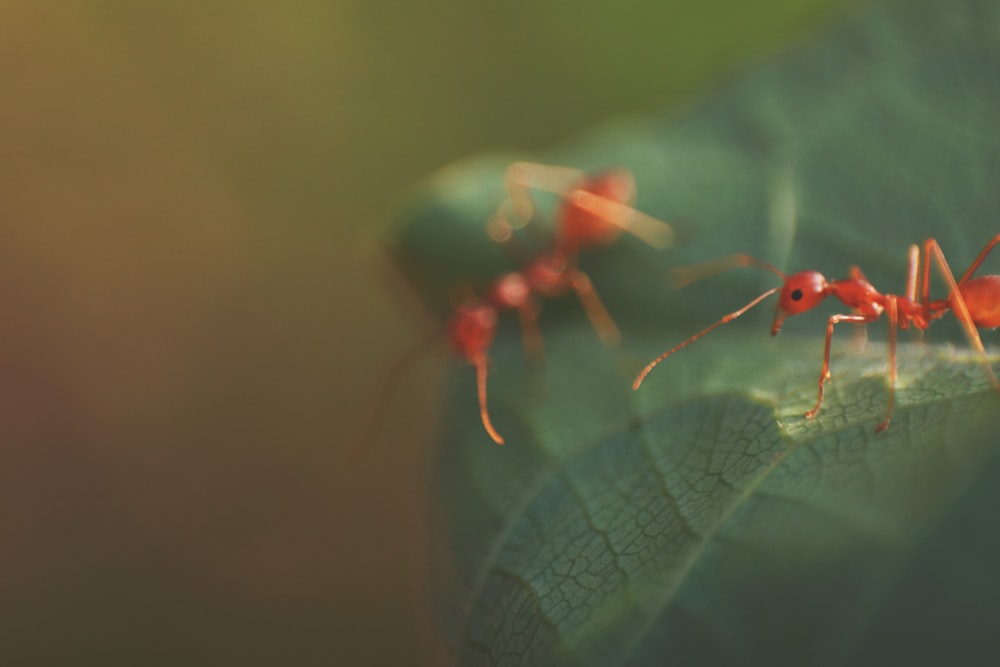 red ladybug perched on green leaf in close up photography during daytime