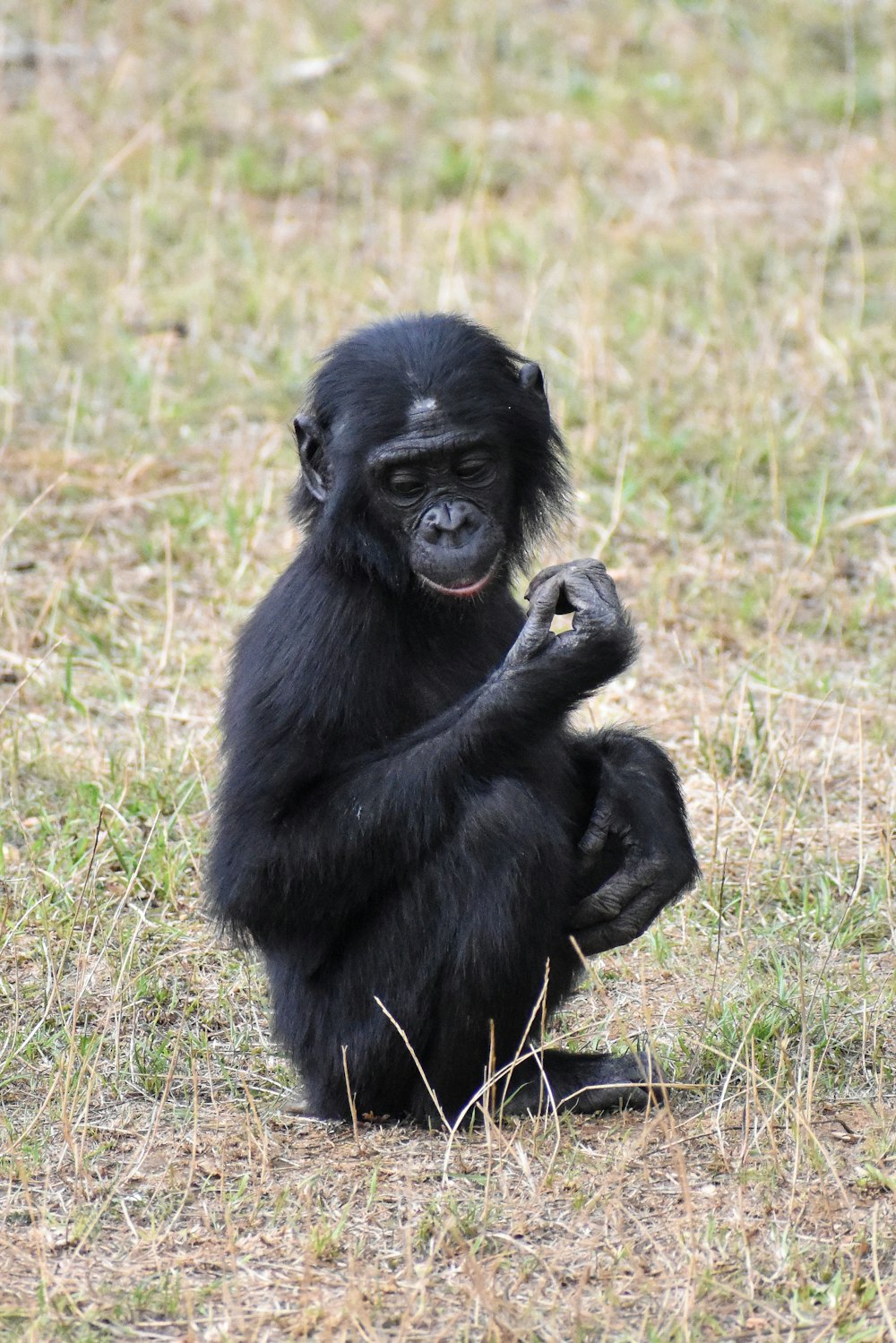 Schwarzer Gorilla tagsüber auf grünem Gras