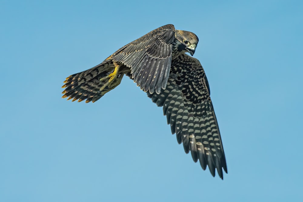 black and white bird flying under blue sky during daytime