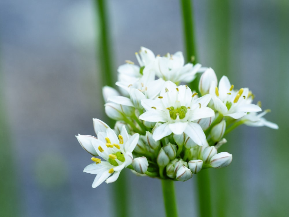 white and yellow flower in tilt shift lens