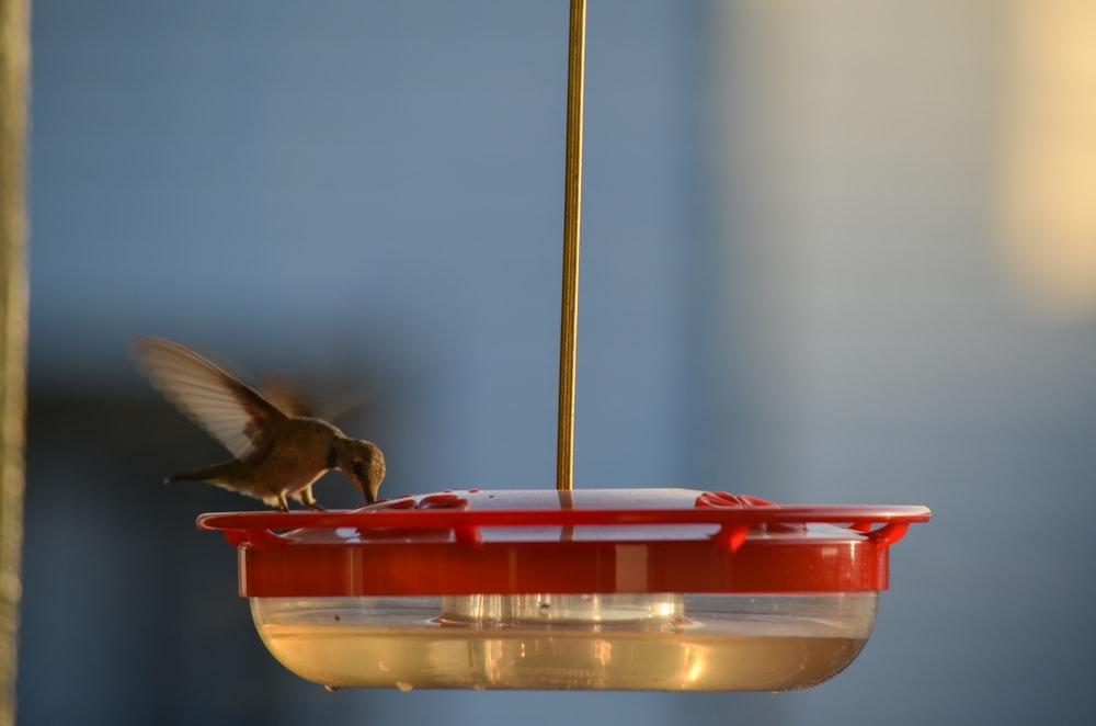 red and white bird on red and clear glass container