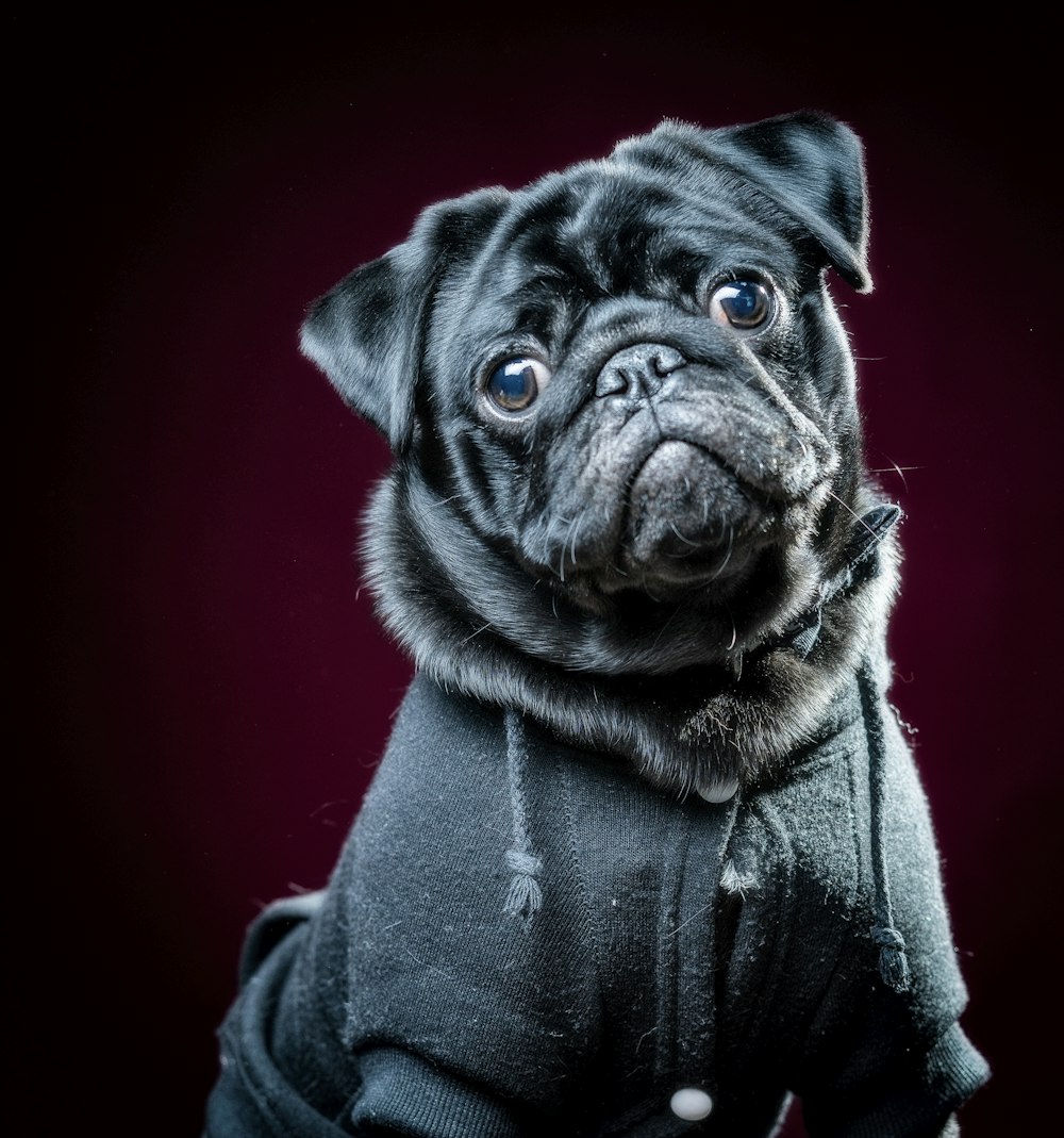 black pug in gray coat