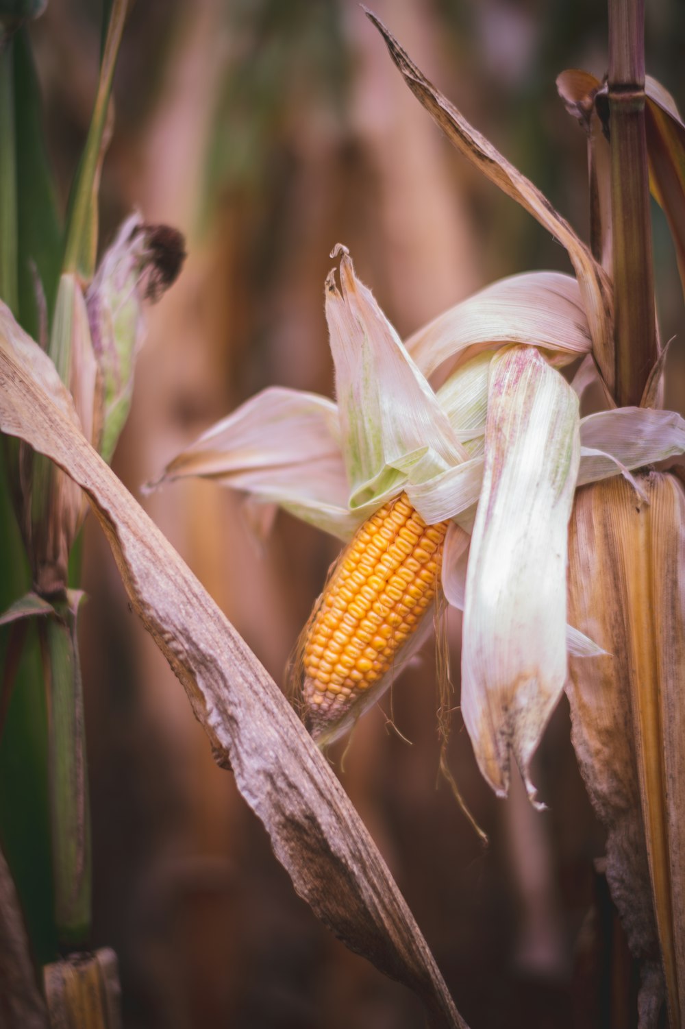 yellow corn in close up photography