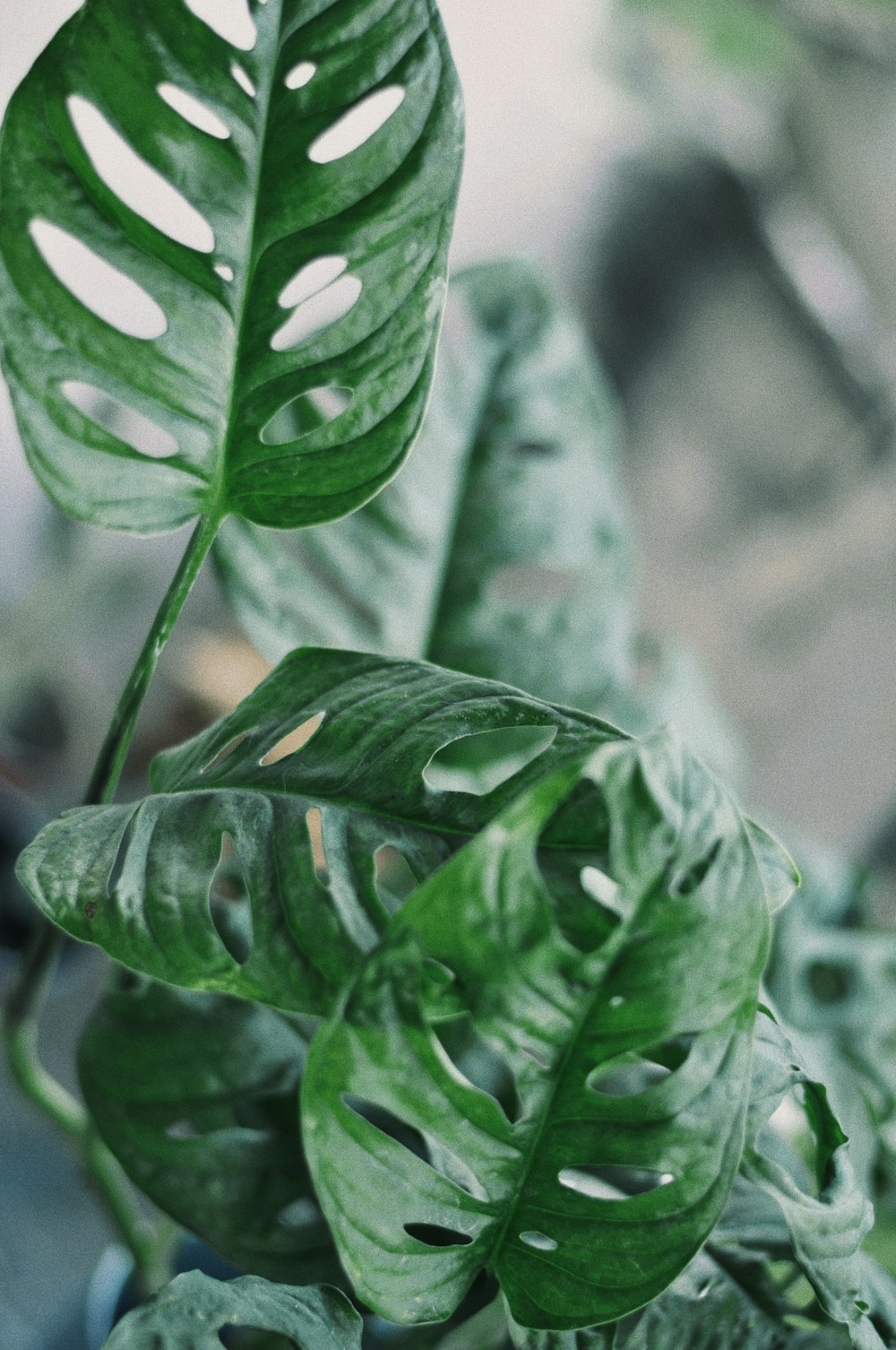 green leaf with water droplets