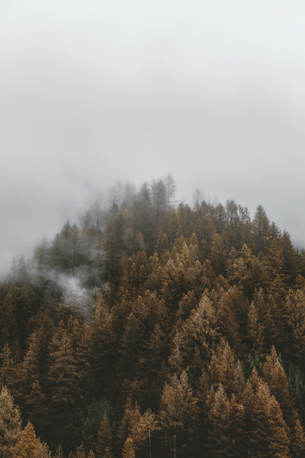 green and brown trees under white sky during daytime