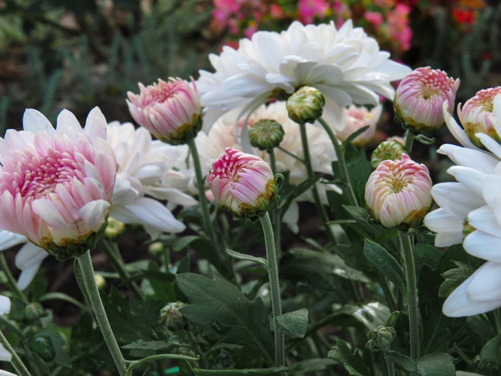 white and pink flowers in tilt shift lens