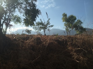 A team clearing dense brush and trees on a rural property under a bright blue sky.