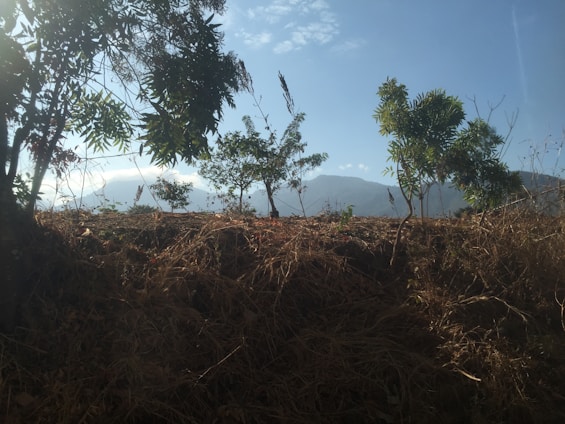 A team clearing dense brush and trees on a rural property under a bright blue sky.