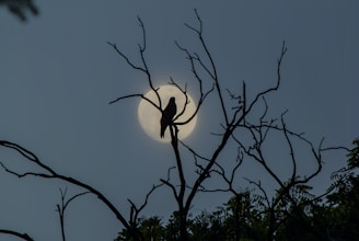 black and white tree branch with moon