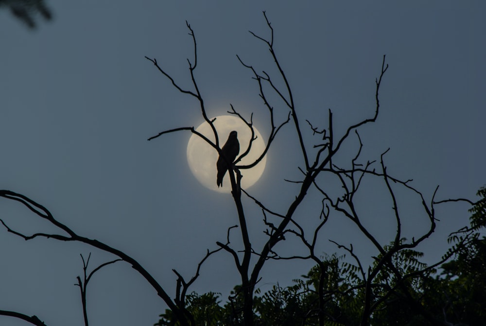 ramo d'albero in bianco e nero con luna