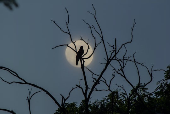 black and white tree branch with moon in Sultanpur National Park India
