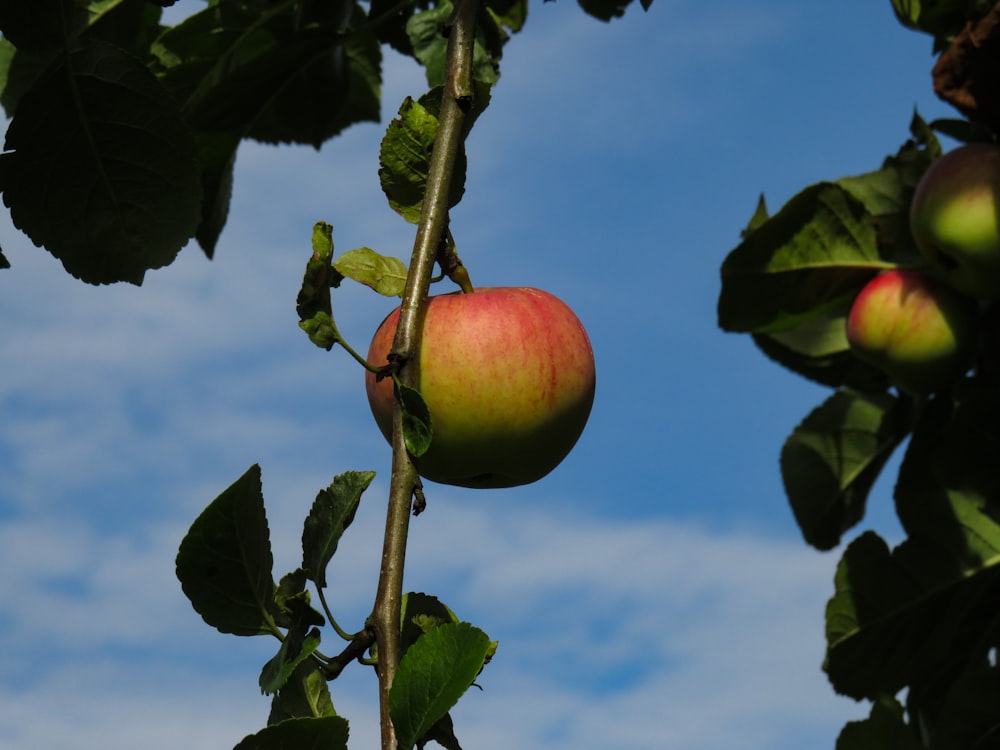 낮 동안 나뭇가지에 빨간 사과 과일